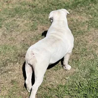 Snow, a female English Bulldog for sale in Emeryville, CA – Photo 5 of 10