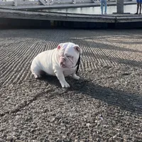 Snow, a female English Bulldog for sale in Emeryville, CA – Photo 3 of 10