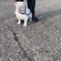 Snow, a female English Bulldog for sale in Emeryville, CA – Photo 4 of 10