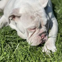 Snow, a female English Bulldog for sale in Emeryville, CA – Photo 7 of 10