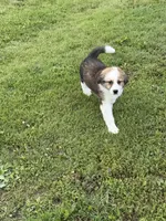 Great bernese, a female Bernese Mountain Dog and Great Pyrenees for sale in Plymouth, IL – 2 of 3