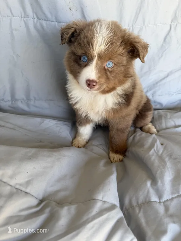Mini aussie M, a male Miniature Australian Shepherd for sale in Plymouth, IL – 1 of 3