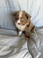 Mini aussie M, a male Miniature Australian Shepherd for sale in Plymouth, IL – 3 of 3