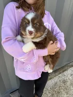 Mini aussie, a female Miniature Australian Shepherd for sale in Plymouth, IL – Photo 1 of 3