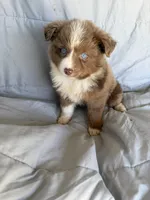 Mini aussie M, a male Miniature Australian Shepherd for sale in Plymouth, IL – 2 of 3