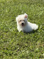 Maltese F, a female Maltese for sale in Plymouth, IL – 2 of 3