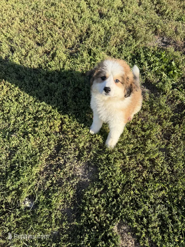 Great Bernese – Bernese Mountain Dog, Great Pyrenees puppy for sale in Plymouth, IL