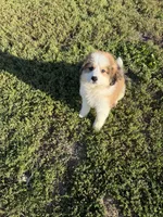 Great Bernese, a male Bernese Mountain Dog and Great Pyrenees for sale in Plymouth, IL – 1 of 3