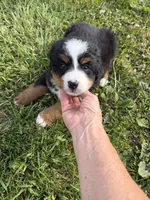 Bernese F, a female Bernese Mountain Dog for sale in Plymouth, IL – 3 of 4