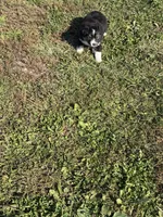 Mini aussie 3, a male Miniature Australian Shepherd for sale in Plymouth, IL – 3 of 3