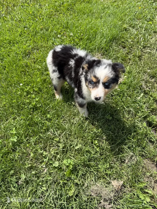 Bernese/aussie F – Australian Shepherd, Bernese Mountain Dog puppy for sale in Plymouth, IL