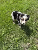Bernese/aussie F, a female Australian Shepherd and Bernese Mountain Dog for sale in Plymouth, IL – 1 of 2