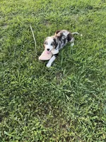 Bernese/aussie M, a male Australian Shepherd and Bernese Mountain Dog for sale in Plymouth, IL – 2 of 3