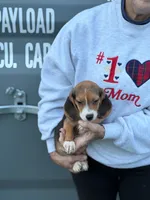 Mini beagle 4, a female Beagle for sale in Plymouth, IL – 2 of 2