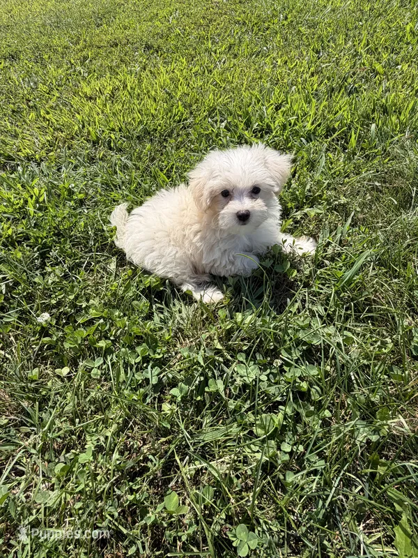 Maltipoo M 3 – Maltipoo puppy for sale in Plymouth, IL