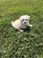 Maltipoo M 3, a male Maltipoo for sale in Plymouth, IL – 1 of 2