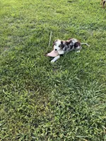 Bernese/aussie M, a male Australian Shepherd and Bernese Mountain Dog for sale in Plymouth, IL – 3 of 3