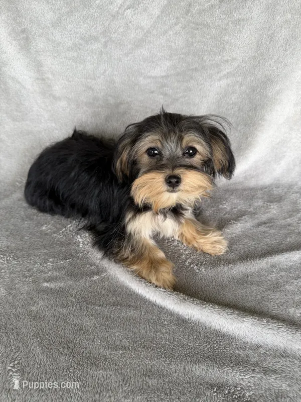 Morkie F – Morkie puppy for sale in Plymouth, IL