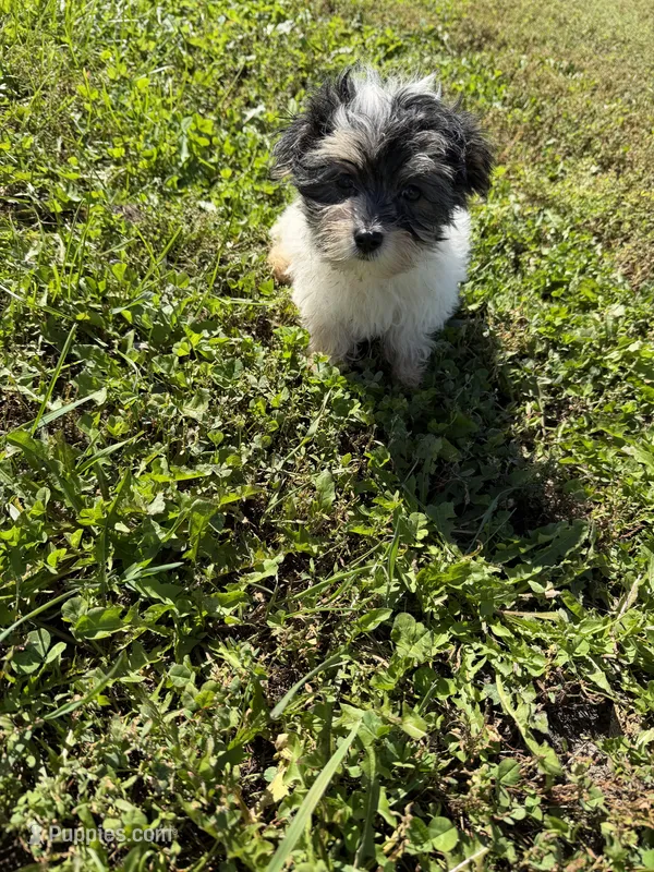 Morkie M – Morkie puppy for sale in Plymouth, IL