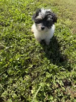 Morkie M, a male Morkie for sale in Plymouth, IL – 1 of 3