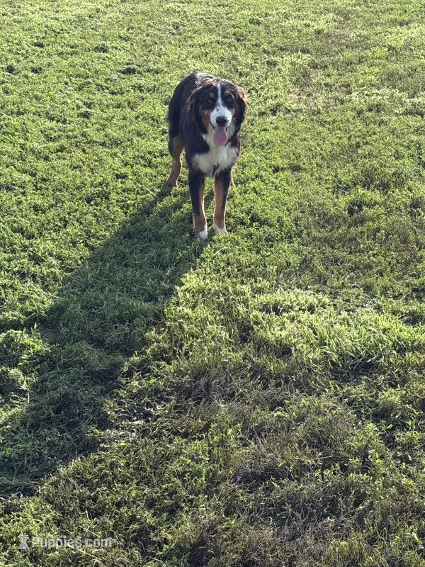 Bernese/ aussie – Australian Shepherd, Bernese Mountain Dog puppy for sale in Plymouth, IL