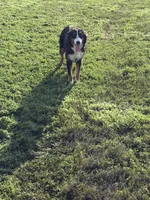 Bernese/ aussie, a female Australian Shepherd and Bernese Mountain Dog for sale in Plymouth, IL – 1 of 3