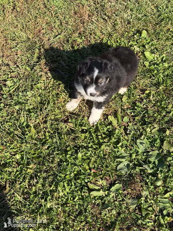 Mini aussie 3 – Miniature Australian Shepherd puppy for sale in Plymouth, IL