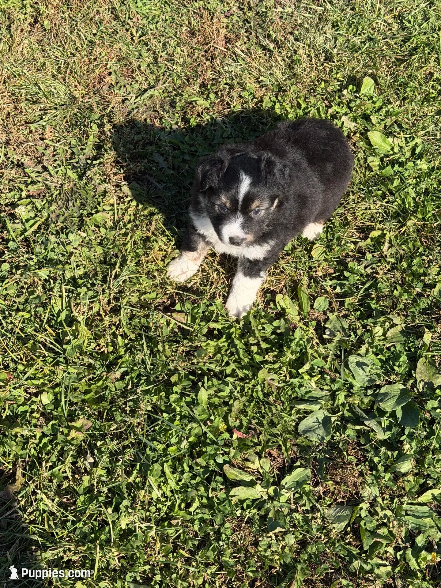 Mini aussie 3, a male Miniature Australian Shepherd for sale in Plymouth, IL – 1 of 3