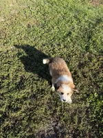 Great Bernese, a male Bernese Mountain Dog and Great Pyrenees for sale in Plymouth, IL – 3 of 3