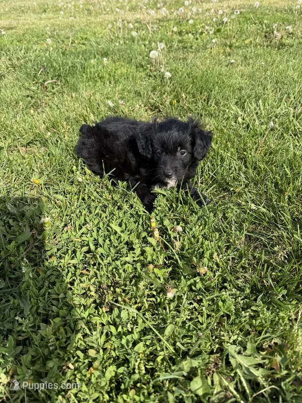 Aussie doodle M – Aussiedoodle puppy for sale in Plymouth, IL