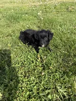 Aussie doodle M, a male Aussiedoodle for sale in Plymouth, IL – 1 of 3