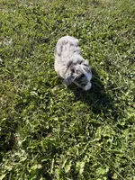Mini Aussie, a male Miniature Australian Shepherd for sale in Plymouth, IL – 2 of 4