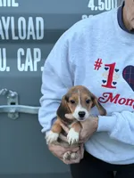 Mini beagle 4, a female Beagle for sale in Plymouth, IL – 1 of 2