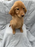 Golden F, a female Golden Retriever for sale in Plymouth, IL – Photo 2 of 2