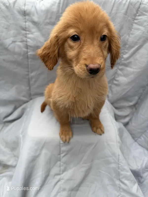 Golden F – Golden Retriever puppy for sale in Plymouth, IL