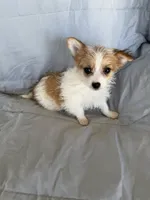Morkie F, a female Morkie for sale in Plymouth, IL – 2 of 3