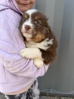Mini aussie f, a female Miniature Australian Shepherd for sale in Plymouth, IL – 3 of 3