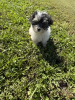 Morkie M, a male Morkie for sale in Plymouth, IL – 3 of 3