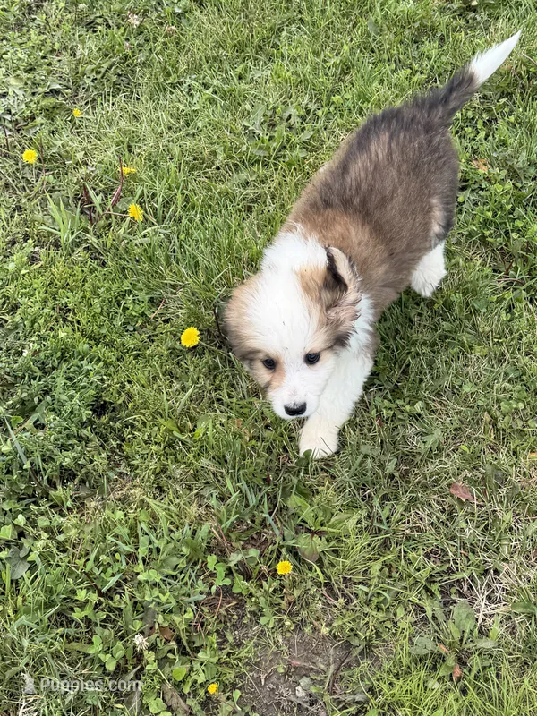 Great bernese – Bernese Mountain Dog, Great Pyrenees puppy for sale in Plymouth, IL