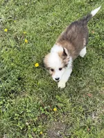 Great bernese, a male Bernese Mountain Dog and Great Pyrenees for sale in Plymouth, IL – 1 of 3