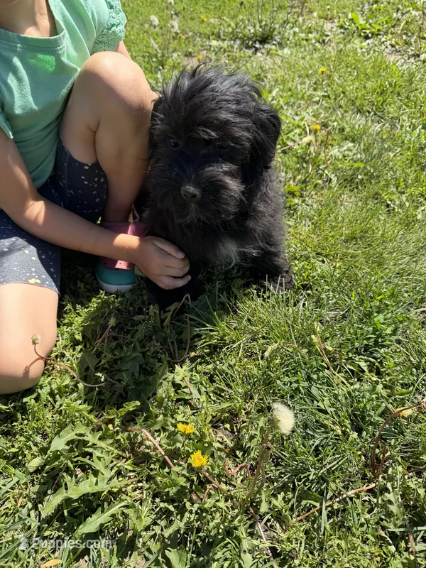 Morkie F 3 – Morkie puppy for sale in Plymouth, IL