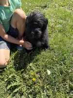 Morkie F 3, a female Morkie for sale in Plymouth, IL – 1 of 3