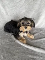 Morkie F, a female Morkie for sale in Plymouth, IL – 2 of 3
