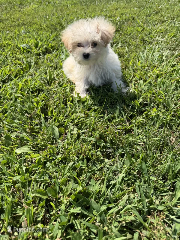 Maltipoo F – Maltipoo puppy for sale in Plymouth, IL