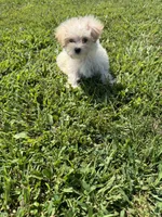 Maltipoo F, a female Maltipoo for sale in Plymouth, IL – 1 of 2