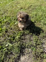 Morkie M, a male Morkie for sale in Plymouth, IL – 3 of 3