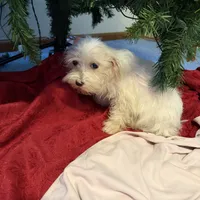 Maltese F, a female Maltese for sale in Plymouth, IL – Photo 2 of 3