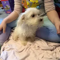 Maltese F, a female Maltese for sale in Plymouth, IL – Photo 1 of 3