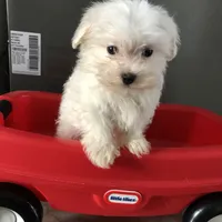 Maltese F, a female Maltese for sale in Plymouth, IL – Photo 3 of 3