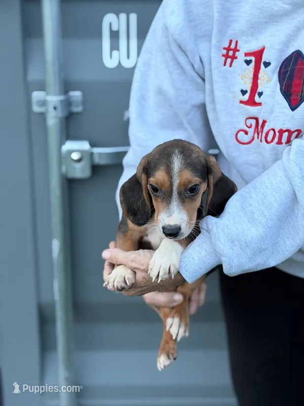 Mini beagle 3 – Beagle puppy for sale in Plymouth, IL